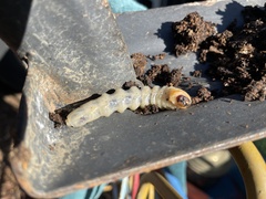 Prionus californicus