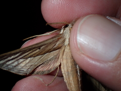 Theretra silhetensis