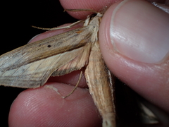 Theretra silhetensis