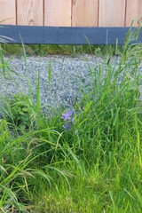 Camassia quamash