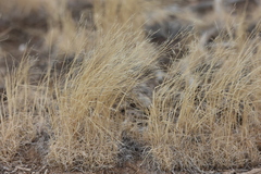 Muhlenbergia torreyi