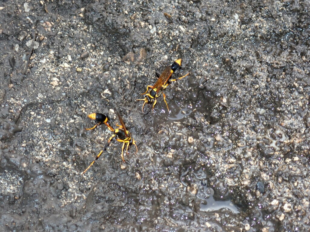 Covered-cell Mud-dauber Wasp