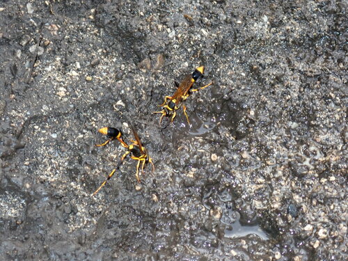 Covered-cell Mud-dauber Wasp