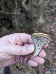 Ganoderma