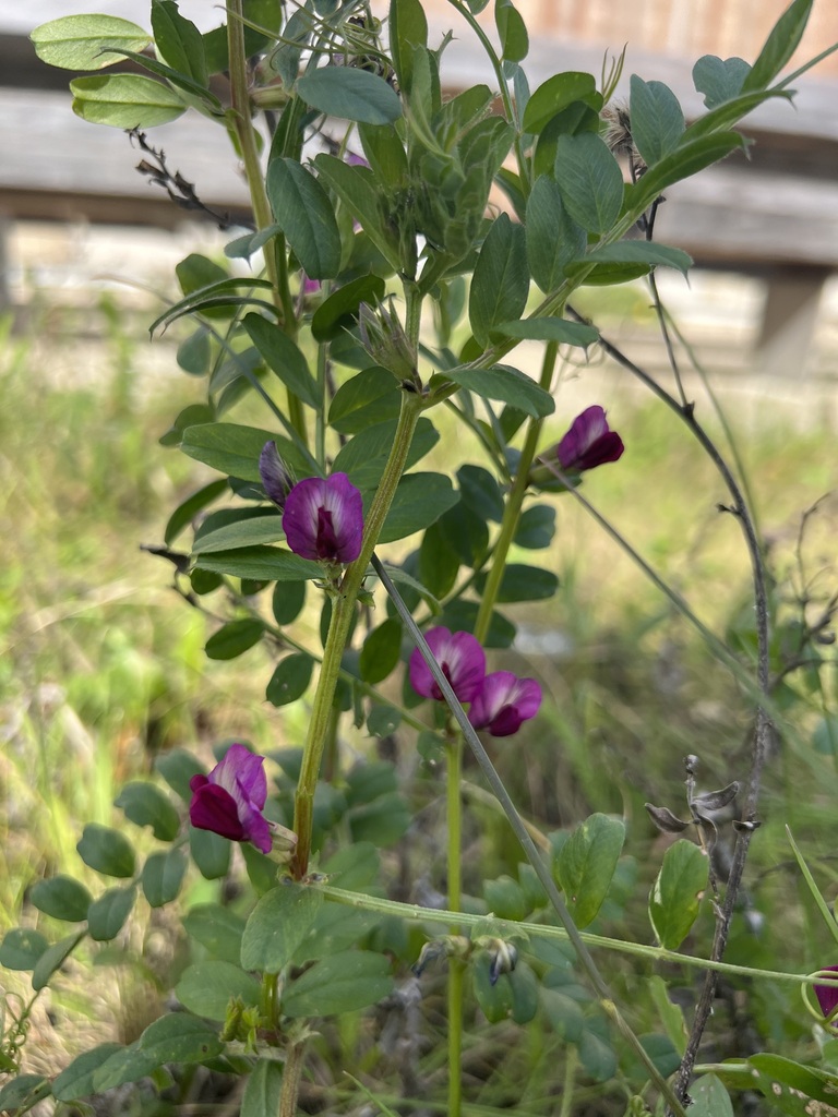 Common Vetch from Santa Cruz, CA, USA on February 19, 2023 at 01:32 PM ...