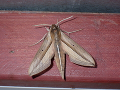 Theretra silhetensis