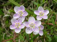 Claytonia virginica