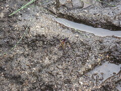 Sceliphron caementarium