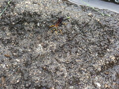 Sceliphron caementarium