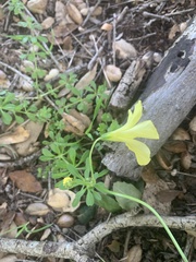 Oxalis pes-caprae