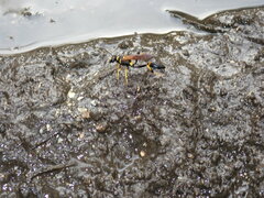 Sceliphron caementarium
