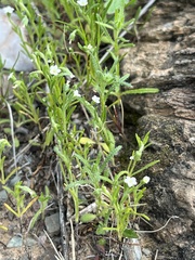 Pectocarya recurvata