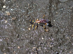 Sceliphron caementarium