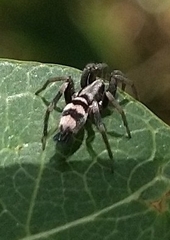 Latonigena