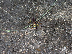 Sceliphron caementarium