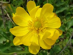Ranunculus macranthus