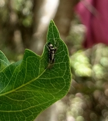 Latonigena