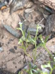 Pectocarya recurvata