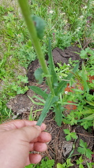 Senecio sennikovii