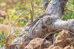 Trachylepis socotrana