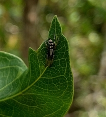 Latonigena