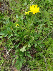Ranunculus macranthus