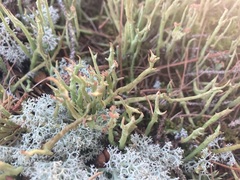 Cladonia maxima