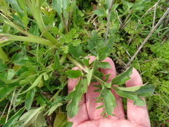Ranunculus macranthus
