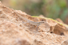 Pristurus sokotranus