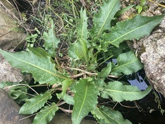 Rumex longifolius