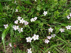 Claytonia virginica