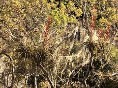 Tillandsia prodigiosa