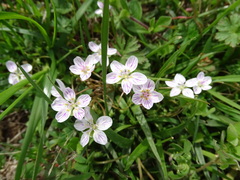 Claytonia virginica
