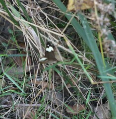 Heteronympha mirifica