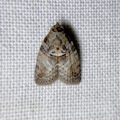 Garella vallata
