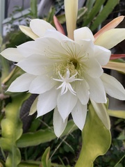 Hylocereeae