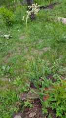 Senecio sennikovii