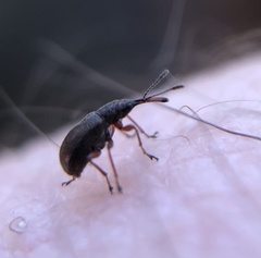 Nemonychidae