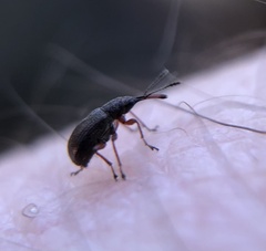 Nemonychidae