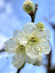 Prunus mume