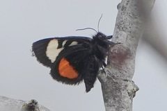 Psychomorpha epimenis