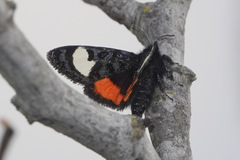 Psychomorpha epimenis