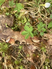 Potentilla canadensis