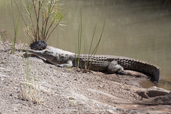 Crocodylus niloticus africanus