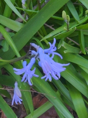 Hyacinthus orientalis