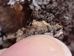 Physconia perisidiosa