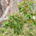 Croton sarcocarpus - Photo (c) Morten Ross, algunos derechos reservados (CC BY-NC), subido por Morten Ross