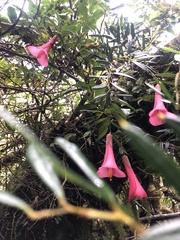 Philesia magellanica