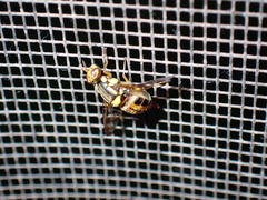 Bactrocera umbrosa