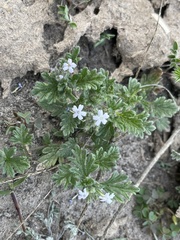Glandularia quadrangulata